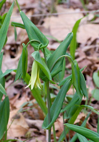entire plant